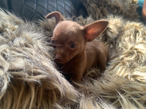 2 male toy chihuahua puppies left ready to leave now