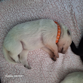 Beautiful litter of GSD puppies for sale