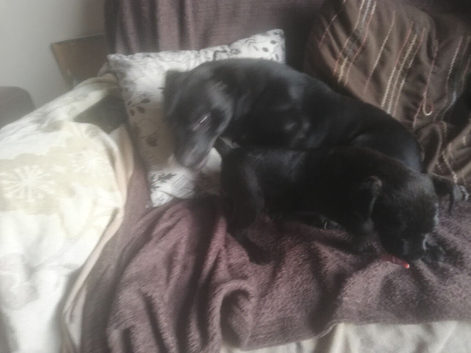 Perfect patterdales ready now