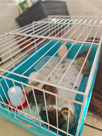 4 week old chicks