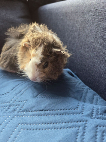 Half Peruvian fluffy baby girl