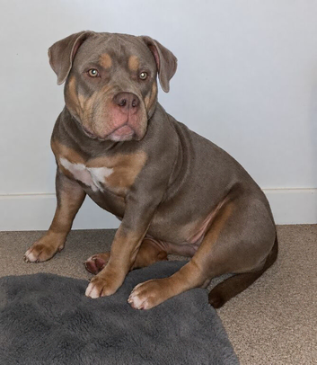 American pocket bullies