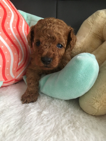 Toy poodles