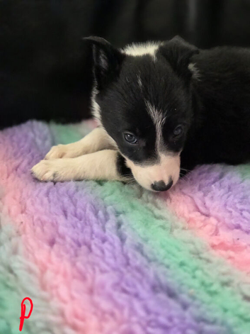 Border collie