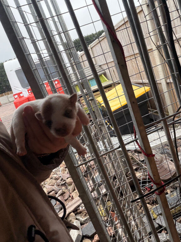 Jack Russell puppies