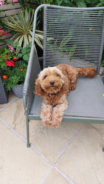 F1 toy cavapoo 5 Yr old fe.emal