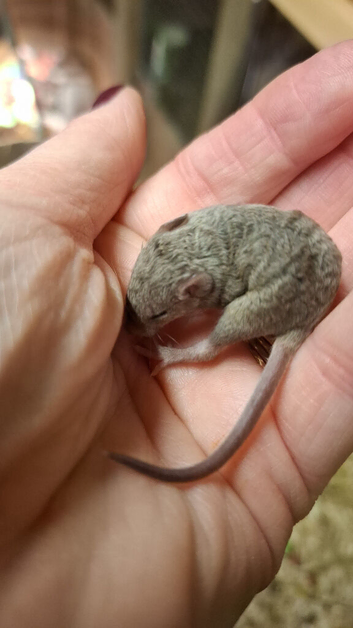 Curly mice