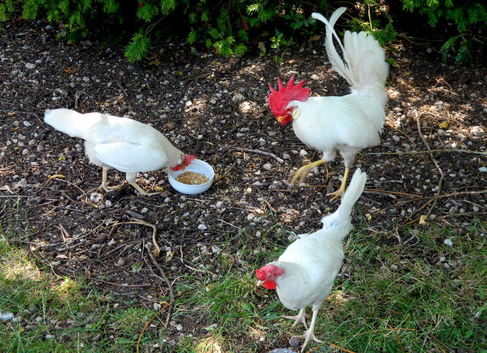 Leghorn trio. Actively laying. Too many white eggs!