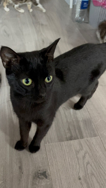 Loving Female cat looking for a new home