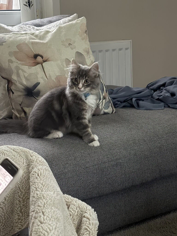 Maincoon kitten boy