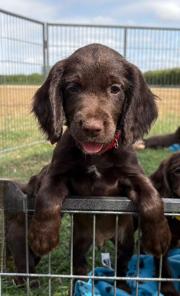 Fully dna health tested Sprocker Puppies