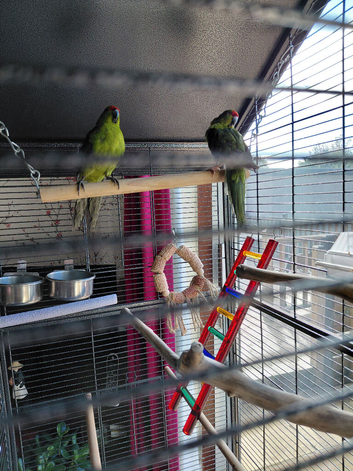 2 young male kakariki.