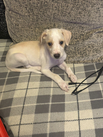 Saluki bull greyhound (lurcher) puppy&rsquo;s