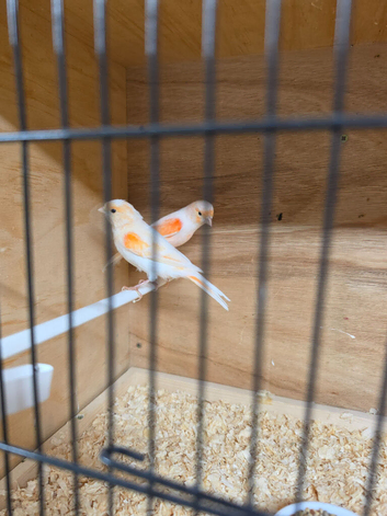 Red mosaic canaries