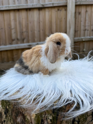 Mini lop doe