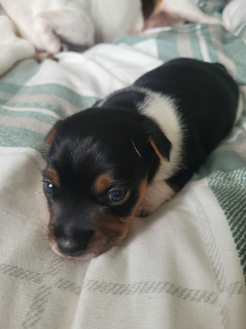 9 wk old jack russell puppy for sale