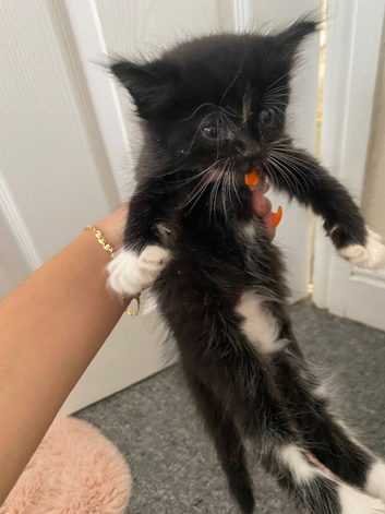 Small kitten