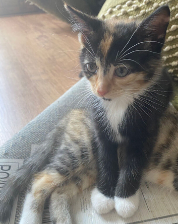 Lovely little Calico girl