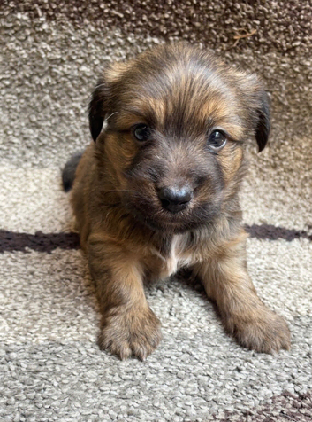 Jack Russell puppies
