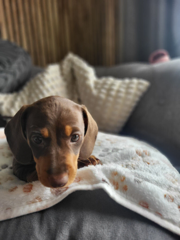 ​ Micro-Chipped & Fully Vet-Checked Miniature Dachshund Boys &ndash; Ready This Weekend!