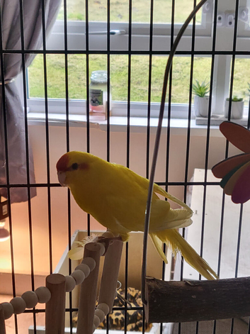 Bonded breeding pair of kakariki