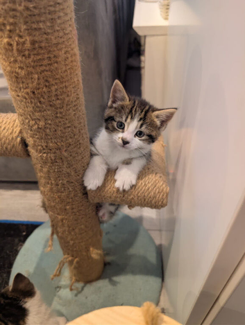 Kitten
