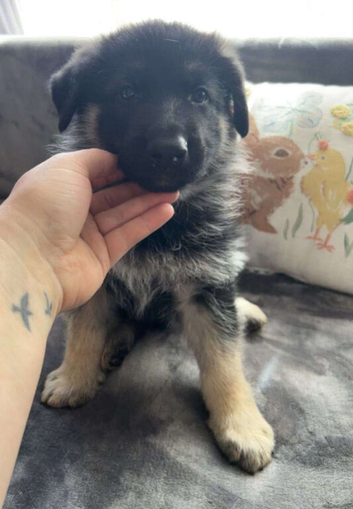 Maggie