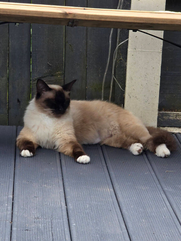 Seal point ragdoll for sale in Lancaster