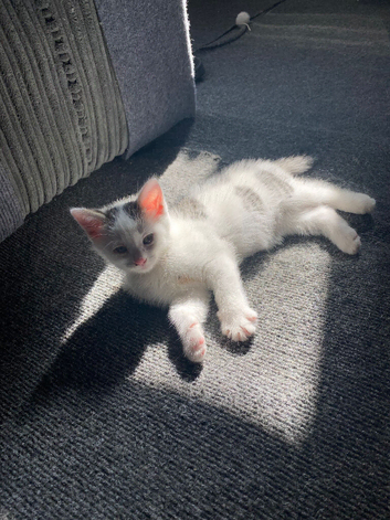 beautiful male &  female kittens mixed colours