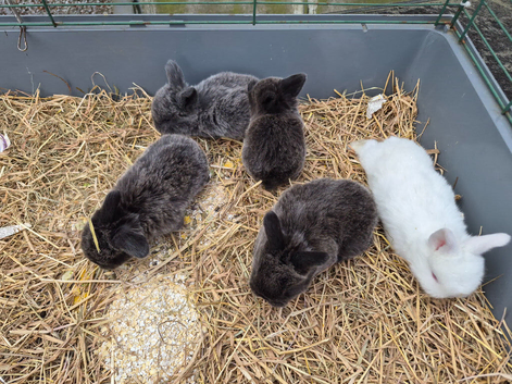 Mini lop ear bumnies