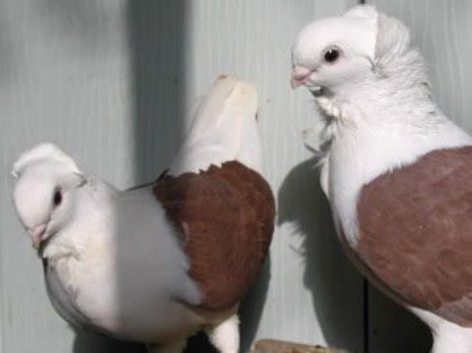 RARE FANCY GERMAN OWL PIGEONS