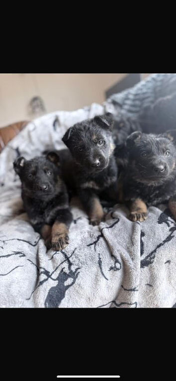 German shepherd puppies