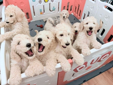 Beautiful White Standard Poodle Puppies