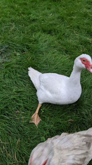 Pure white muscovy female