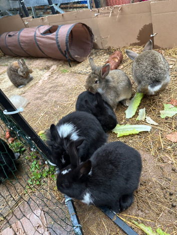 Mini Rex x Lionhead Bunnies.
