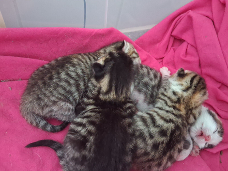 Couple day old kittens