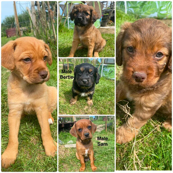 Mixed Breed Puppies