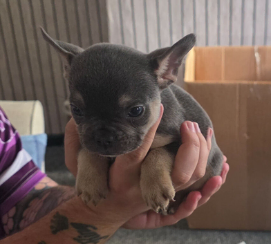 French bulldog puppies