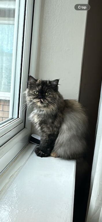 Looking for her forever home