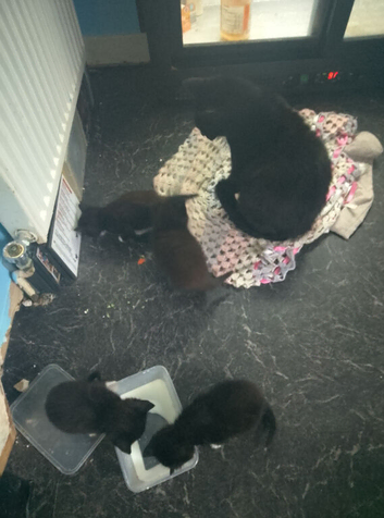 4 female kittens