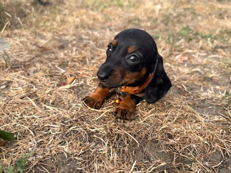 2 LEFT MINIATURE DACHSHUND PUPPIES