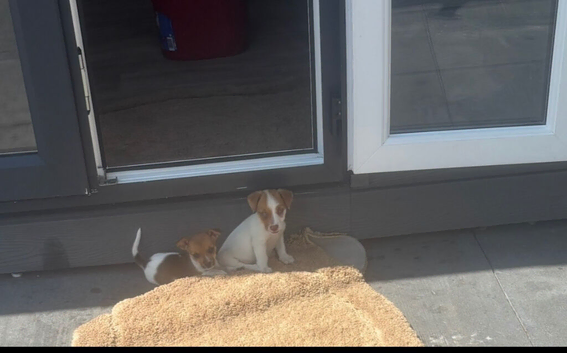 Jack Russell pups