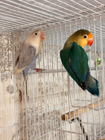 Lovely DNAd Pair of lovebirds available