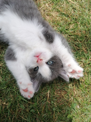4 Beautiful mixed breed kittens