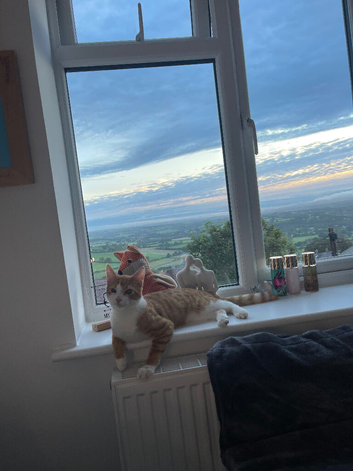 URGENT bengal X needing forever home