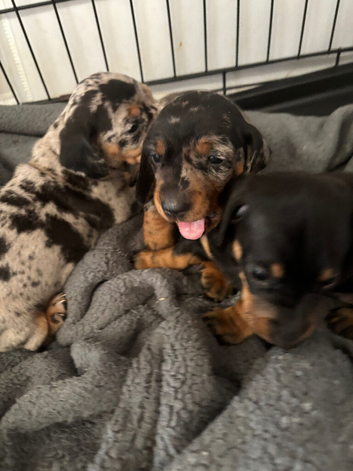 3 beautiful baby girl dash hound
