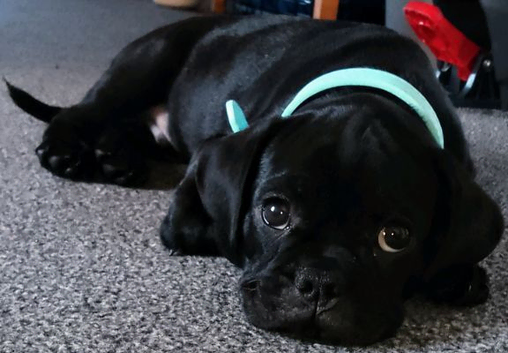 2nd Generation Frug.