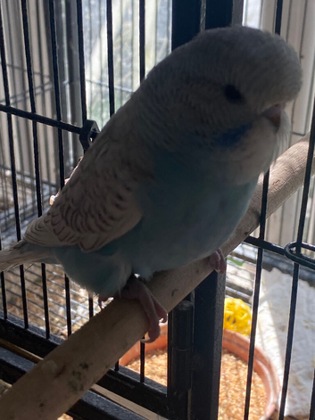 Baby budgie