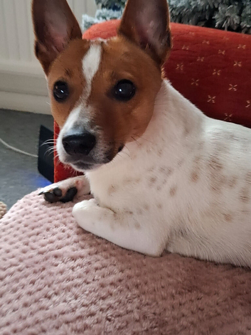 10 month old male jack russell
