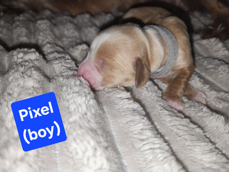 Working cocker spaniel pups